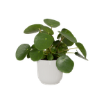 vibes fold rond 22cm zijdewit